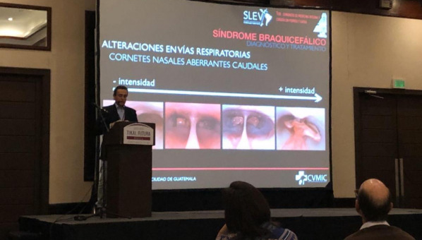 La Cátedra asiste al Congreso de la Sociedad Latinoamericana de Endoscopia Veterinaria